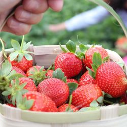 Close-up of strawberries in bowl