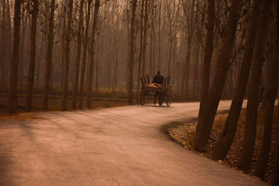 View of horse on dirt road in forest