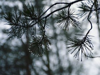 Close-up of tree branch during winter