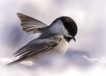 Close-up of a bird flying