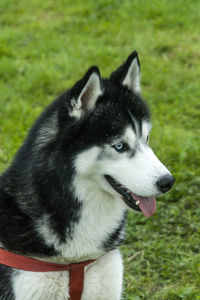 Close-up of dog on field