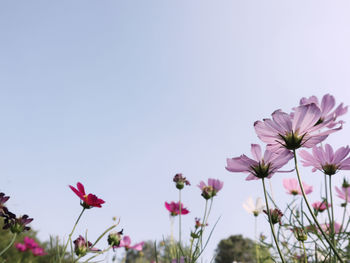 Close-up of pink cosmos flowers against sky