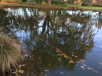 Reflection of trees in water