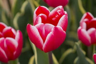 Close-up of red tulips blooming outdoors