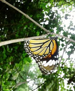 Close-up of butterfly perching on tree