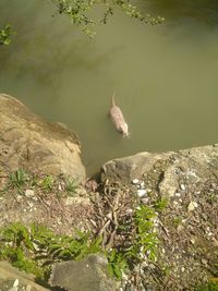 High angle view of duck swimming in lake