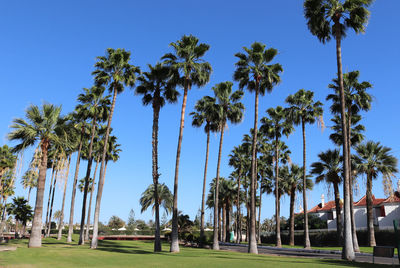 Low angle view of coconut palm trees against clear blue sky