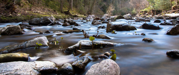 Scenic view of river stream in forest