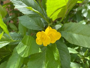 Close-up of yellow flowering plant