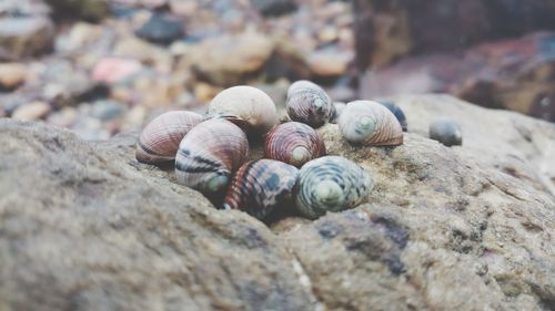 Close-up of snail