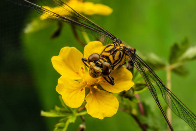 Close-up of insect on yellow flower