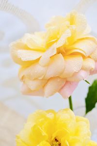 Close-up of yellow rose on table