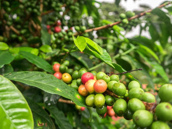 Close-up of berries growing on tree