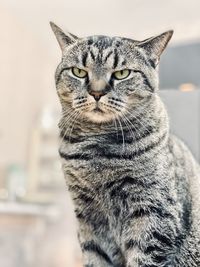 Close-up of a cat looking away