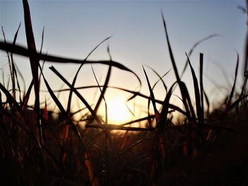 Close-up of silhouette plants against sky during sunset