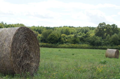 Hay bales on field against trees