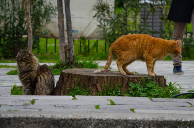 Stray cats