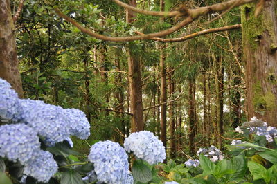 Trees growing in forest