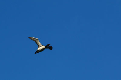 Underside view of flying loon over blue skye