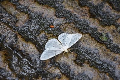 Close-up of leaf in water
