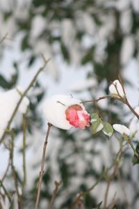 Close-up of pink flowers on branch