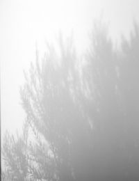 Low angle view of trees during winter against sky