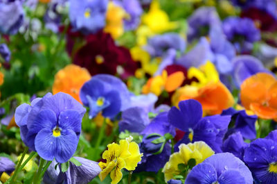 Close-up of purple flowering plants