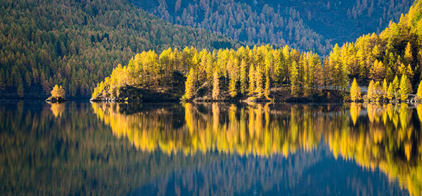 Scenic view of lake in forest