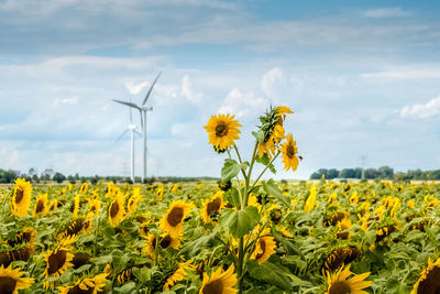 Scenic view of sunflower field against sky