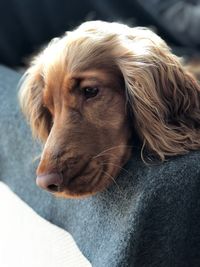 Close-up portrait of dog