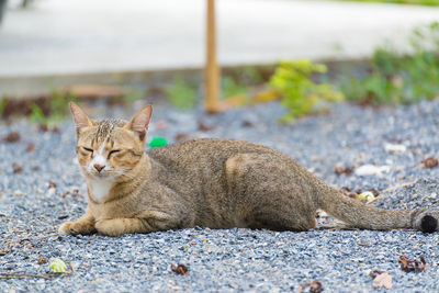 Close-up of a cat
