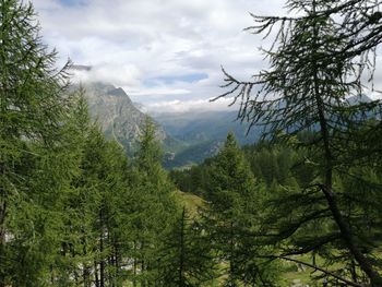 Scenic view of pine trees and mountains against sky