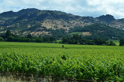 Scenic view of field against sky