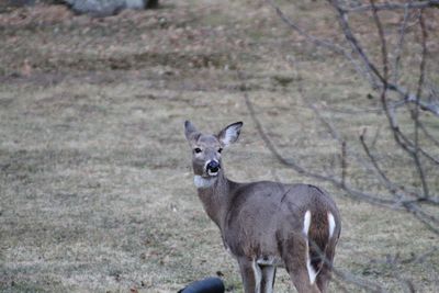 Portrait of deer standing on field