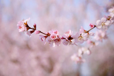 Close-up of pink cherry blossom