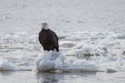 Bald eagle sitting on a iceberg 