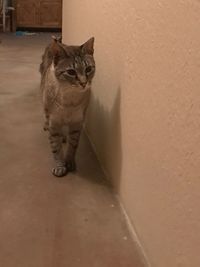 Portrait of cat