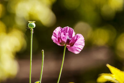 Close-up of pink flowering plant