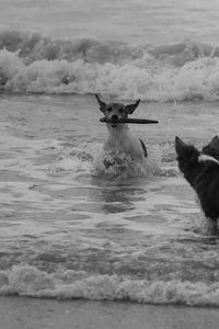 Dog swimming in sea