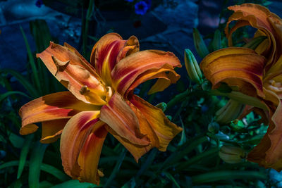 Close-up of yellow lily plant