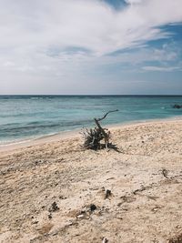 Driftwood on beach against sky