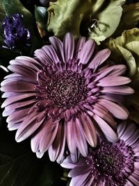 Macro shot of purple flowers