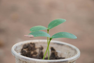 Close-up of small potted plant