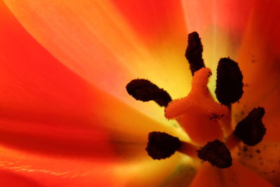 Close-up of orange flowering plant against sky during sunset