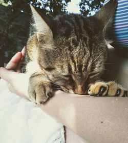 Close-up of cat sleeping on hand