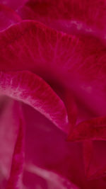 Full frame shot of pink rose flower