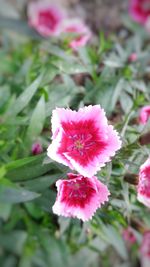 Close-up of pink flower blooming outdoors