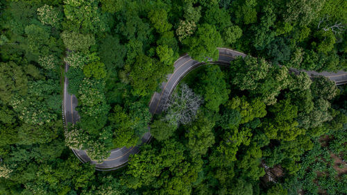 High angle view of road amidst trees