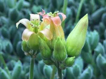 Close-up of flowers blooming outdoors