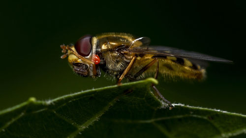 Close-up of insect